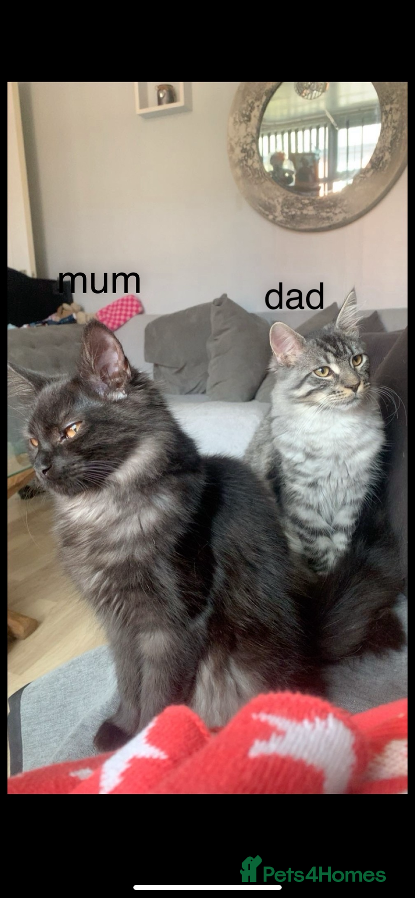 Maine Coon cats 2 Maine coon kittens for sale  - Advert 9
