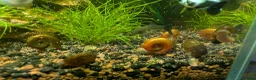 Snails fish for sale: Ramshorn Snails  - Advert 4