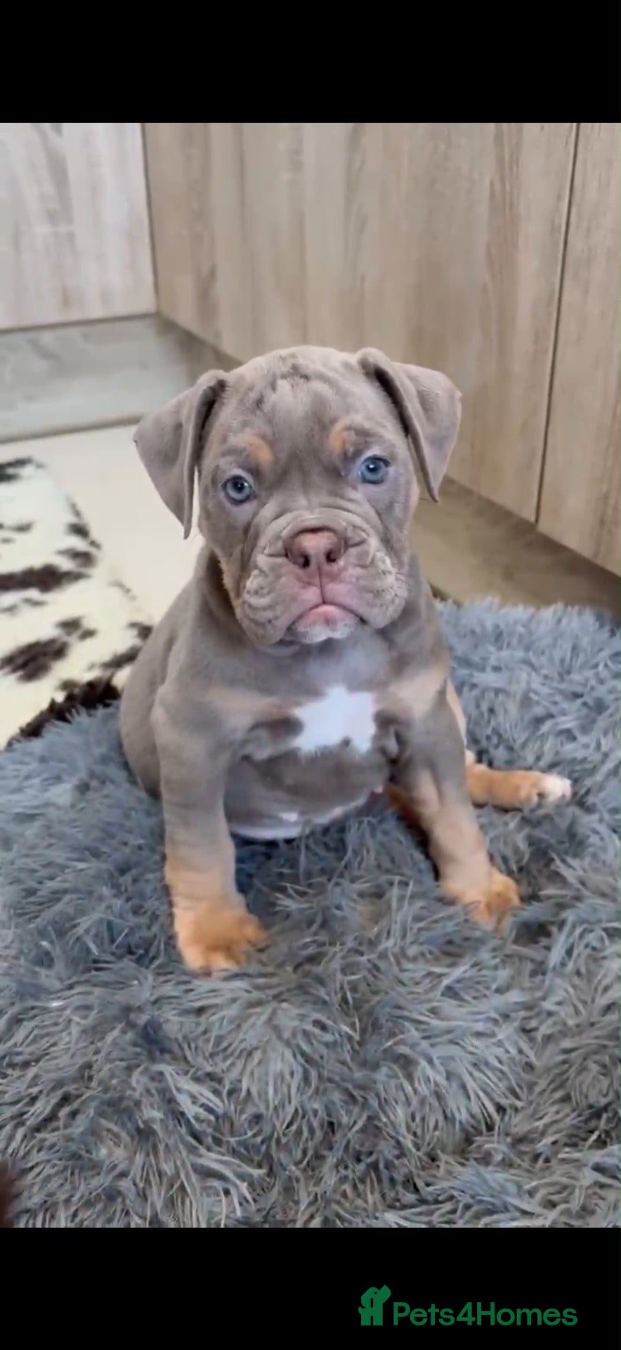 Olde English Bulldogge dogs Old English bulldogs  - Advert 1
