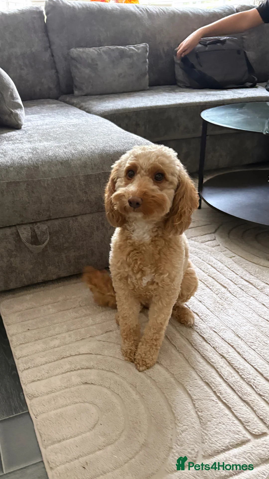 Cockapoo dogs for sale: 2 year old cockapoo  in Wolverhampton - Advert 1