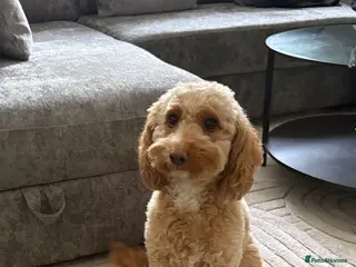 Cockapoo dogs 2 year old cockapoo - Advert 4