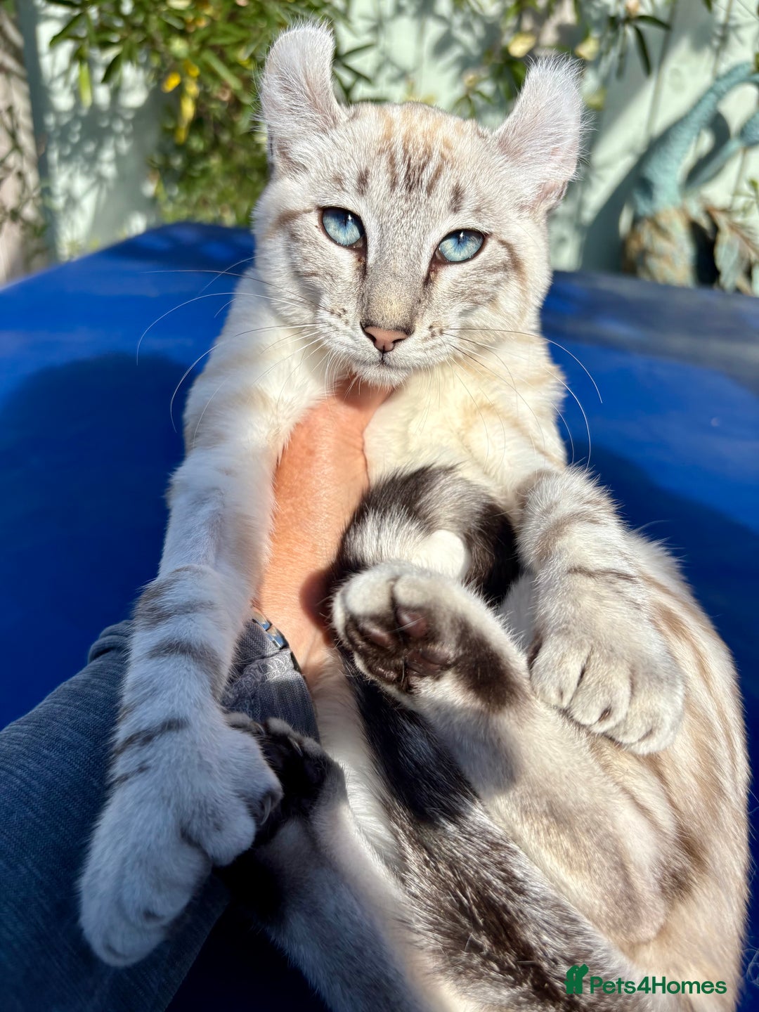 Keetso cats for sale: Breath taking polydactyl curled eared girl  - Image 27