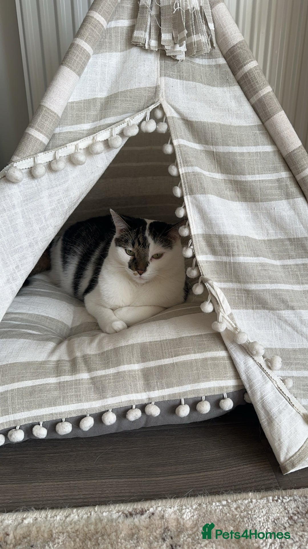 Domestic Shorthair cats for sale: Nala (5) & Kiara (1) - Advert 14