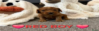 ❤️Red boy ❤️