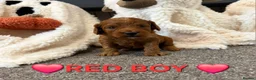 Cockapoo dogs for sale: 🌟F1 miniature health tested cockapoos🌟 - Advert 14