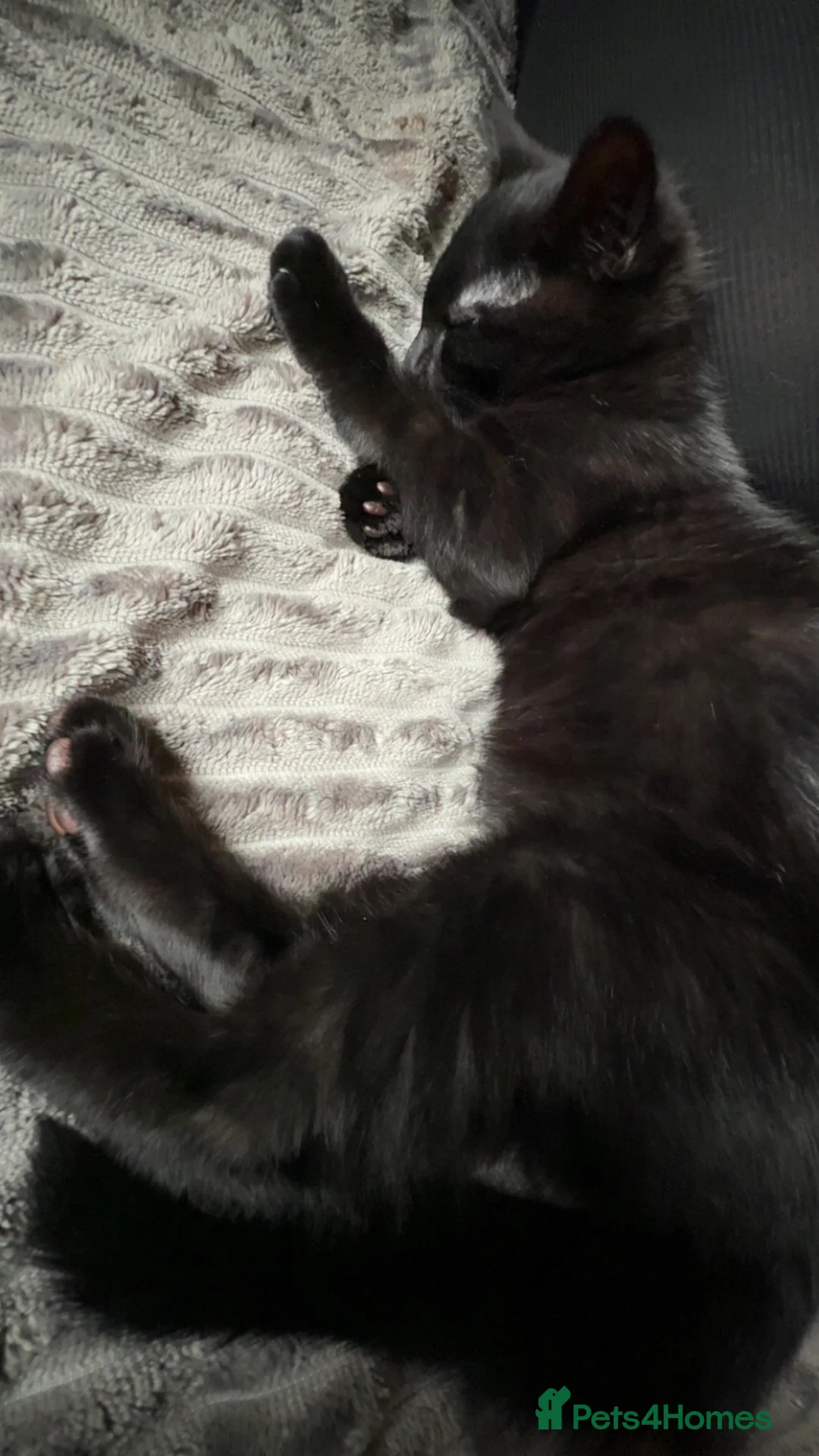 Mixed Breed cats for sale: Kitten ready to leave asap - Advert 6