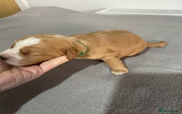 Cocker Spaniel dogs for sale: Cocker Spaniel Puppies - Advert 4