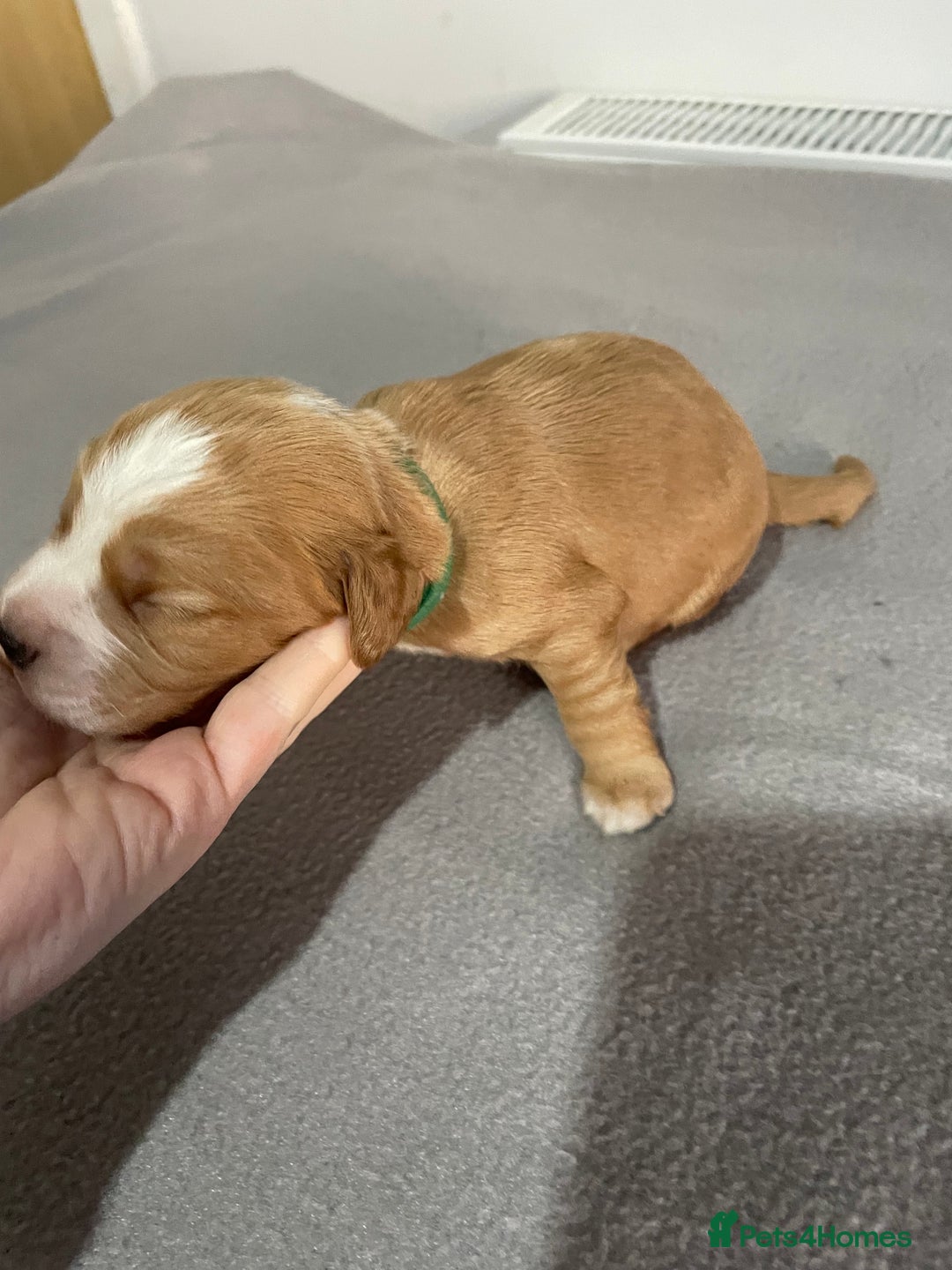 Cocker Spaniel dogs for sale: Cocker Spaniel Puppies - Advert 4