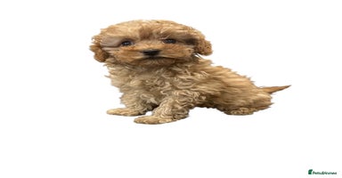 Cavapoo dogs - Advert 5