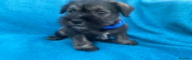 Miniature Schnauzer 3