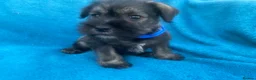 Miniature Schnauzer dogs for sale: Miniature schnauzer  - Advert 7