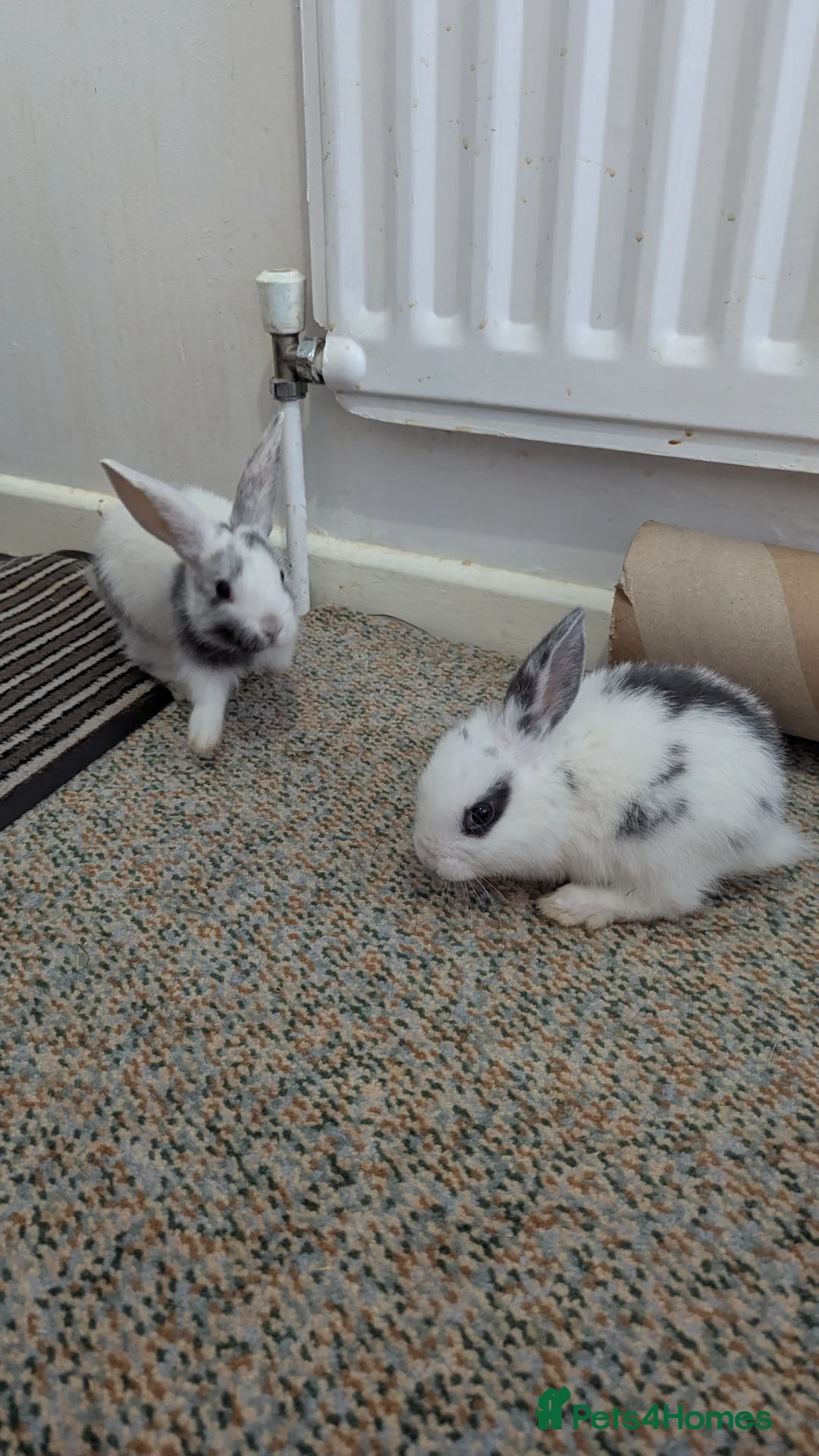 Mixed Breed rabbits for sale: 2 X Baby Rabbits (Lop) in Southampton - Advert 13