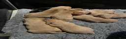 Labrador Retriever dogs for sale: 4th generation - fully health tested - view now - Advert 9