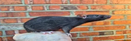 Rat rodents for sale: Male and female rats  - Advert 5