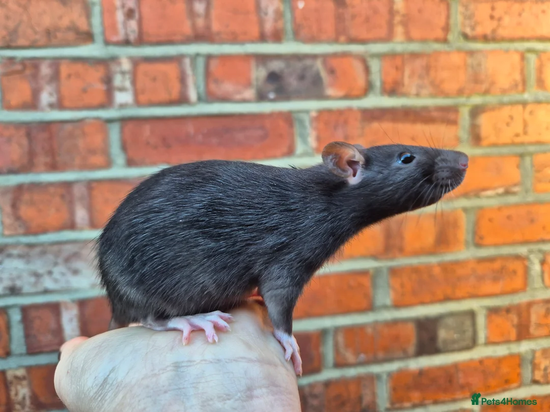 Rat rodents for sale: Male and female rats  - Advert 5