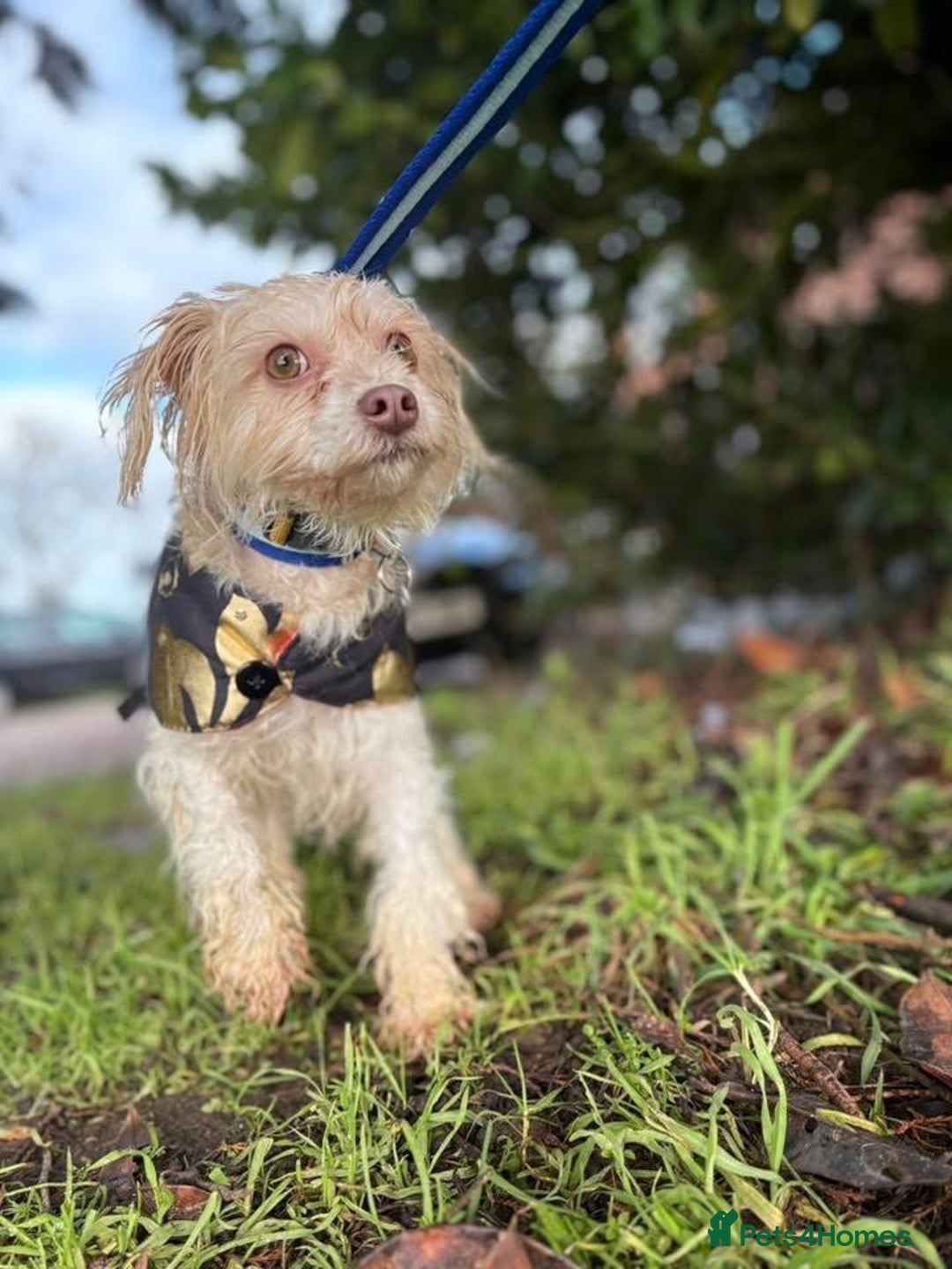 Mixed Breed dogs for adoption: Emerald - Hingham Norfolk  - Advert 8