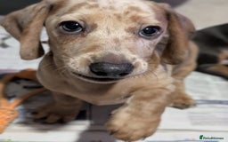 Dachshund dogs for sale: Daschund Puppies for sale - Ready Now *Reduced* - Image 4