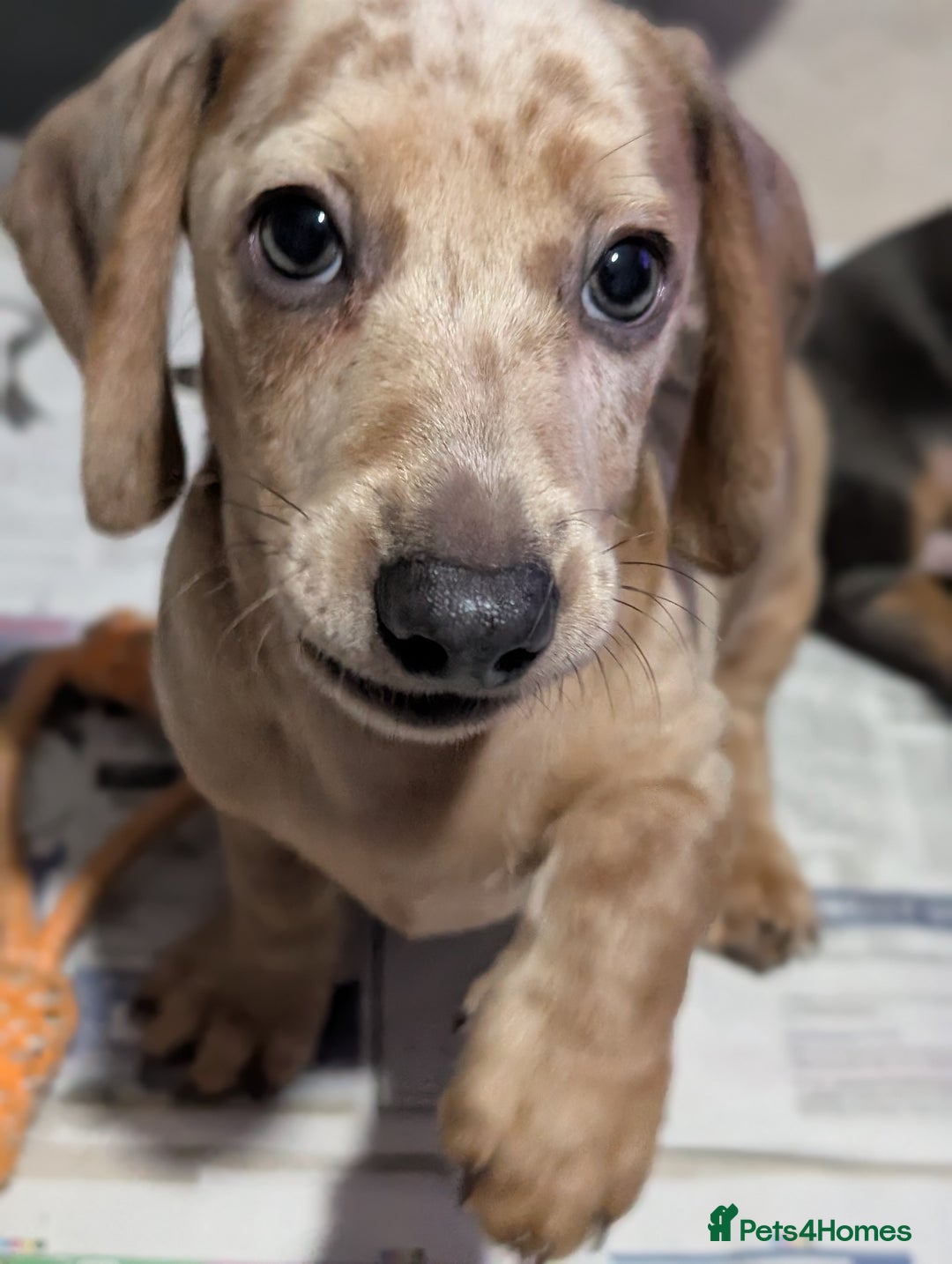 Dachshund dogs for sale: Daschund Puppies for sale - Ready Now *Reduced* - Image 4