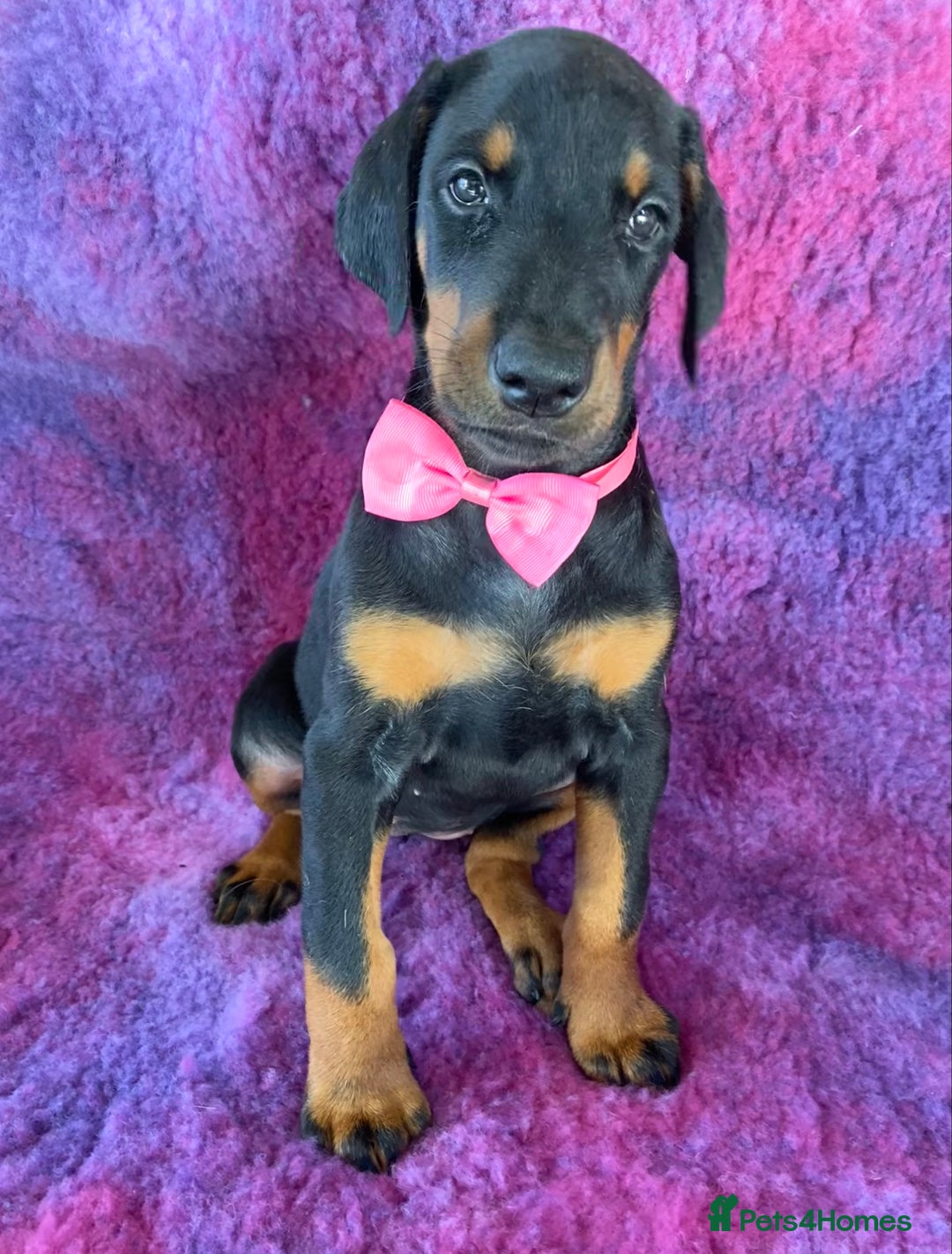 Dobermann dogs for sale: KC REG HEALTH TESTED EUROPEAN DOBERMAN : REDUCED! - Advert 25