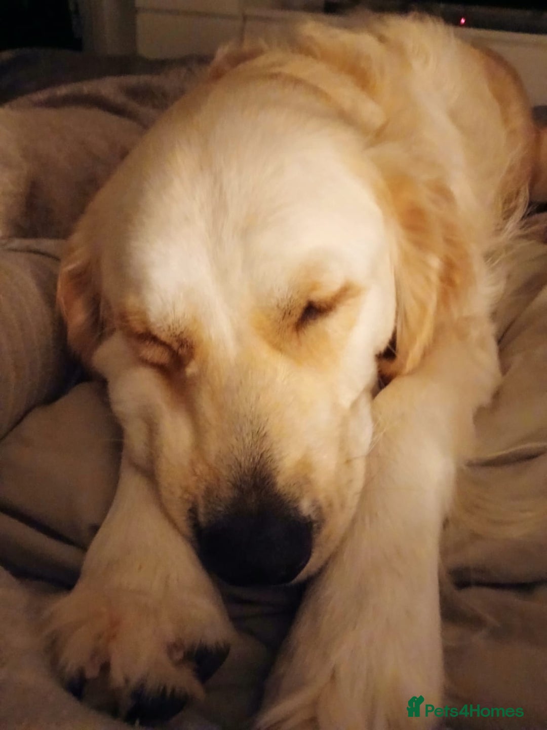 Golden Retriever dogs for sale: Gorgeous Golden Retriever  - Advert 9