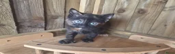Mixed Breed cats for sale: 3 Tortie Kittens Polydactyl  - Advert 3