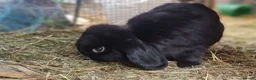 Dwarf Lop rabbits for sale: Adorable, Friendly. Laidback Dwarf Lop Boys 🐰🥰 - Advert 19