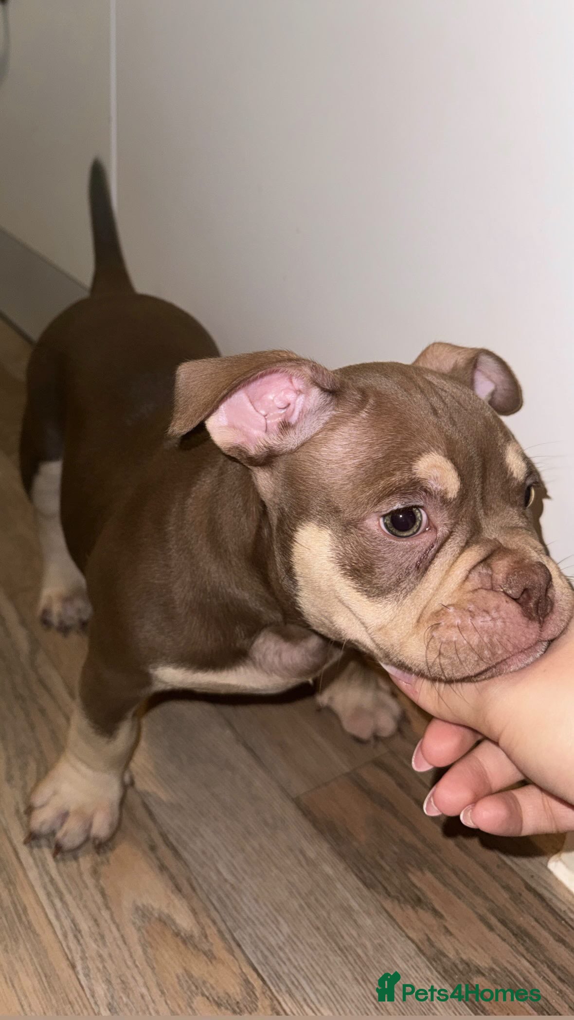 American Bully dogs Micro Bully puppies for sale!  - Advert 2