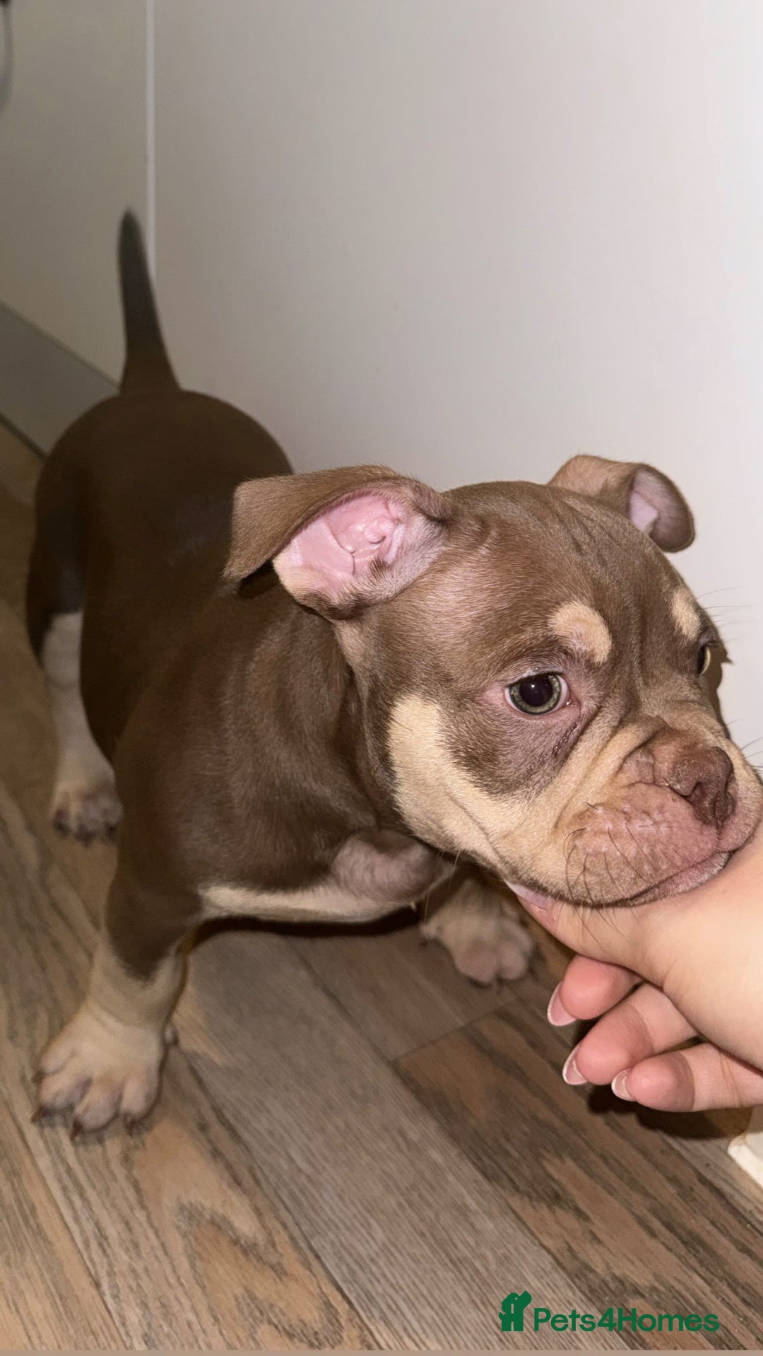 American Bully dogs for sale: Micro Bully puppies for sale!  - Advert 1