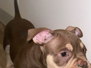 American Bully dogs for sale: Micro Bully puppies for sale! - Advert 1