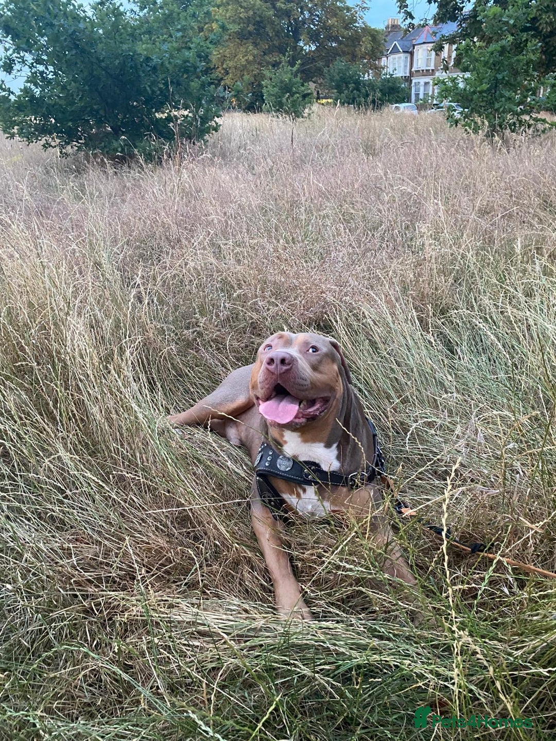 American Bully dogs for stud: Tyson  - Advert 2