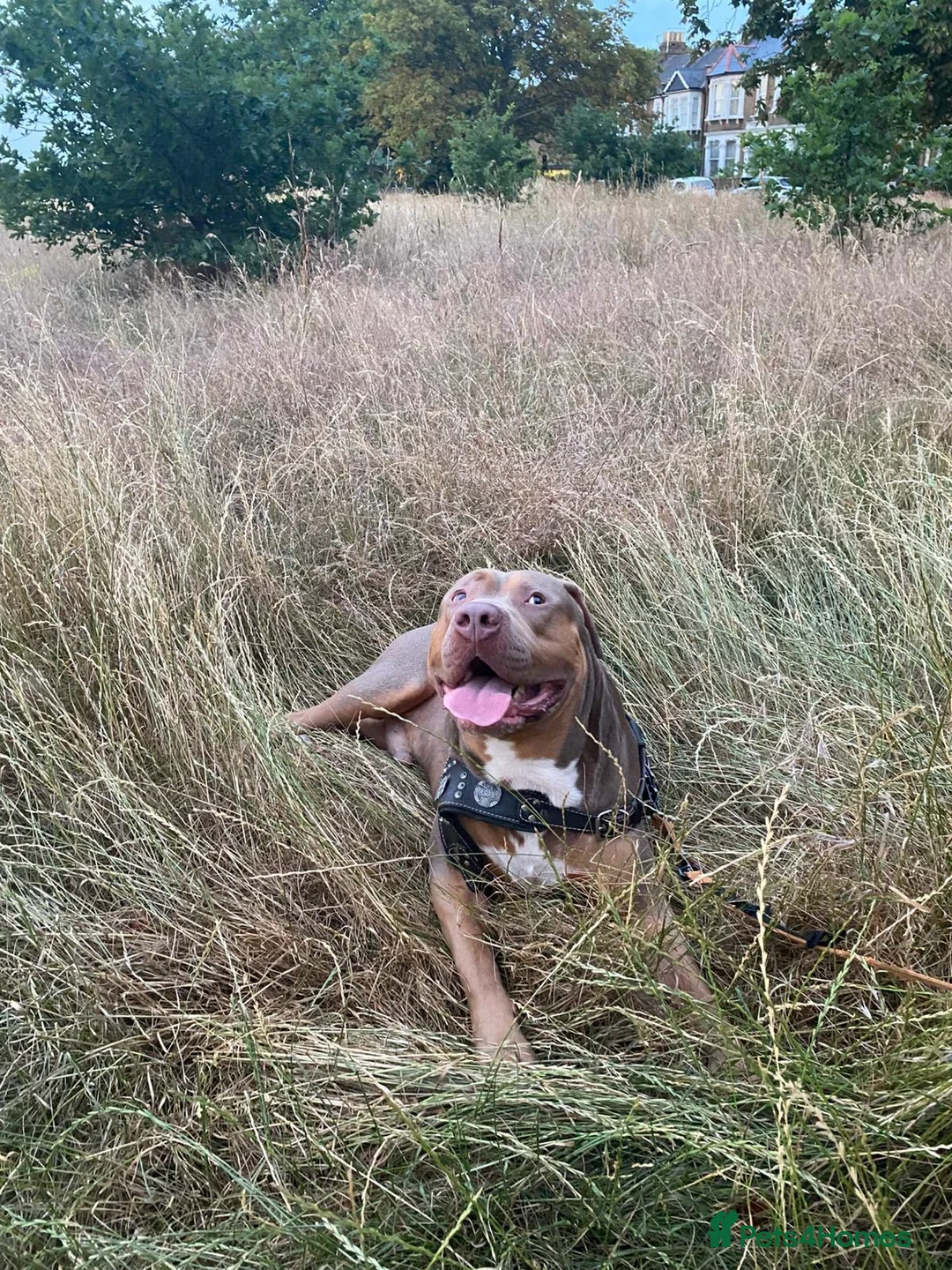 American Bully dogs for stud: Tyson  - Advert 2