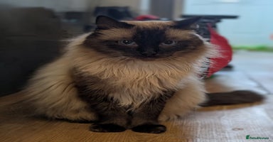 Ragdoll cats - Advert 5