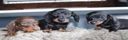 Miniature Dachshund dogs for sale: Beautiful miniature dachshund puppies  - Advert 7