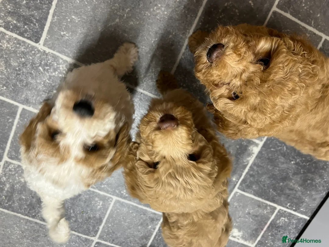 Mixed Breed dogs for sale: Exceptional Australian labradoodle /Double Doodles - Advert 20