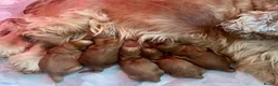 Cockapoo dogs for sale: Gorgeous F1 PRA clear Toy Cockapoo puppies - Advert 3