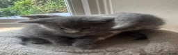 Mixed Breed cats for sale: British Shorthair X  - Advert 6