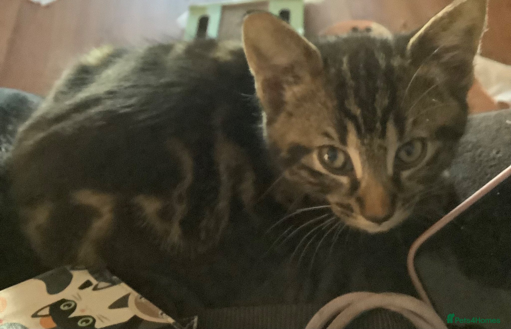 Mixed Breed cats Teddy male kitten ready to go now  - Advert 14
