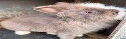 Lionhead rabbits for sale: Double manned Lionhead baby rabbits for sale in Coalville - Advert 4