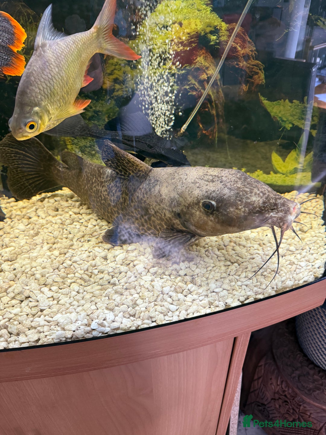 Catfish fish for sale: Giraffe catfish - Image 3