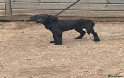 Springador dogs for sale: Gorgeous black Springador puppies   - Image 6