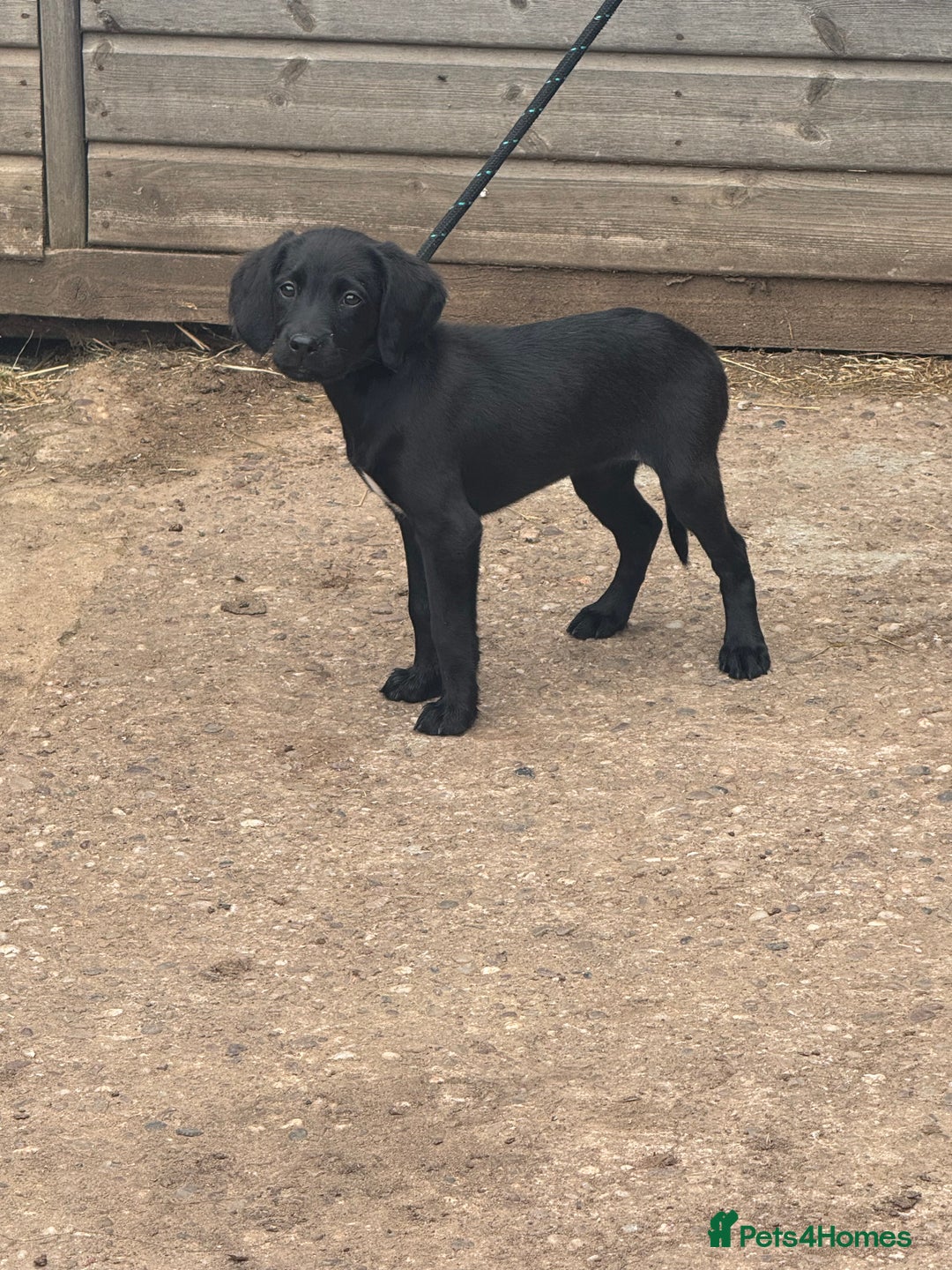 Springador dogs for sale: Gorgeous black Springador puppies   - Image 6