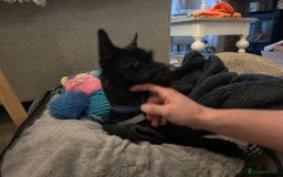 Mixed Breed dogs for adoption: 💙🐶 BUDDY 🐶💙 - Image 2