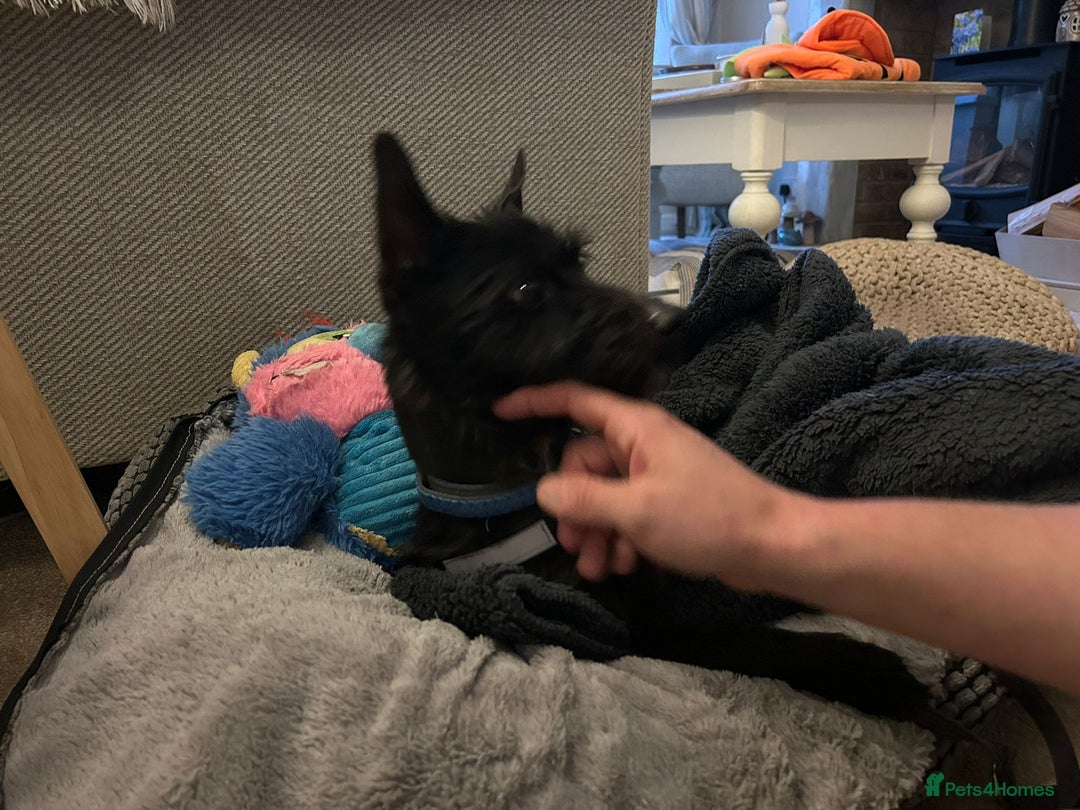 Mixed Breed dogs for adoption: 💙🐶 BUDDY 🐶💙 - Image 2
