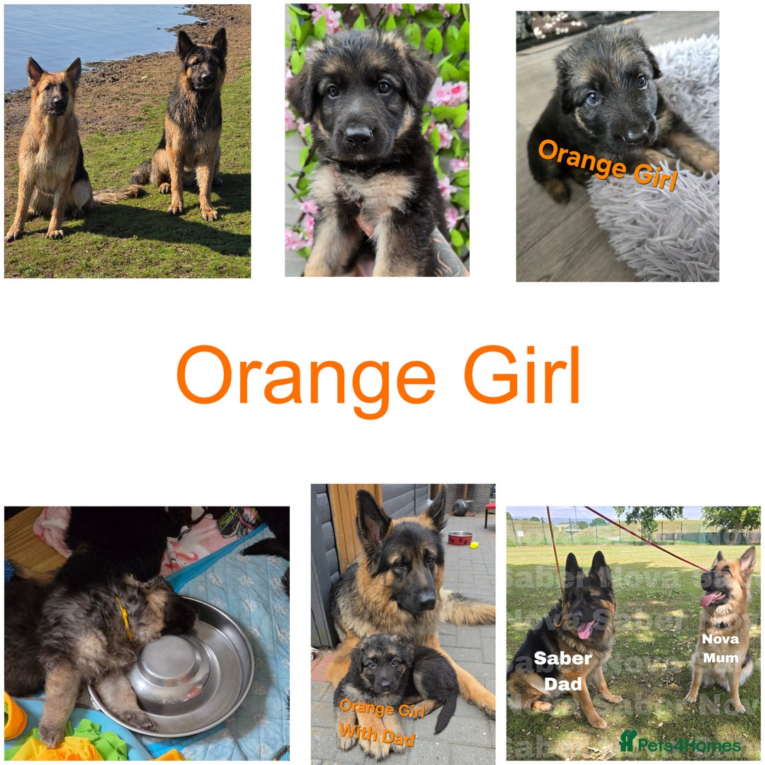 German Shepherd dogs for sale: German shepherd puppies Ready Now - Image 8