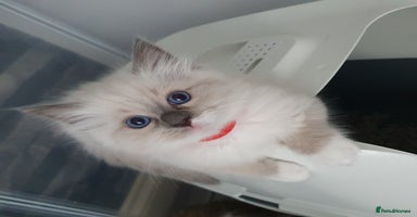 Ragdoll cats - Advert 4