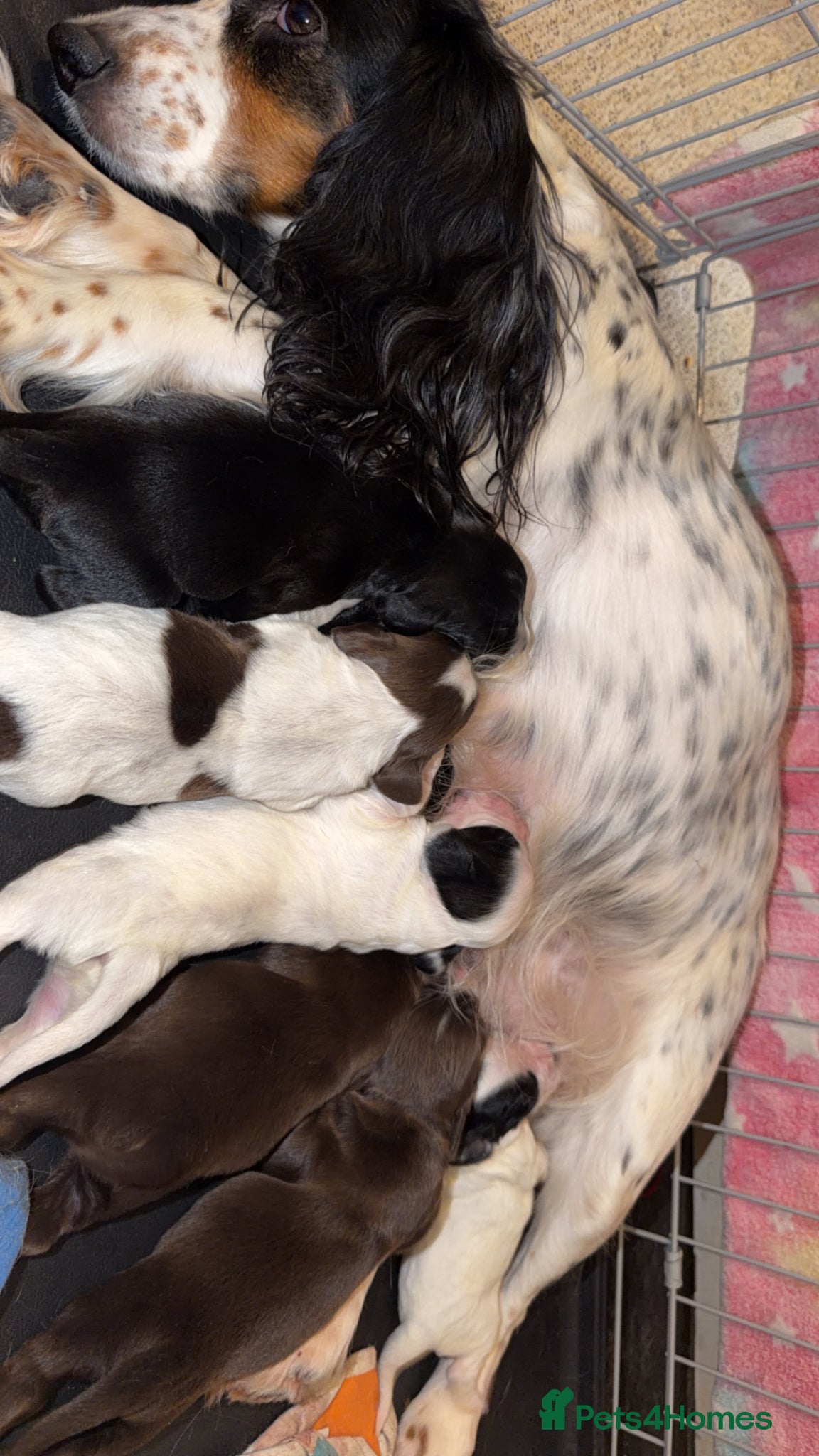 Cocker Spaniel dogs Cocker spaniel puppies  - Advert 1