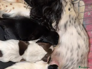 Cocker Spaniel dogs Cocker spaniel puppies - Advert 1