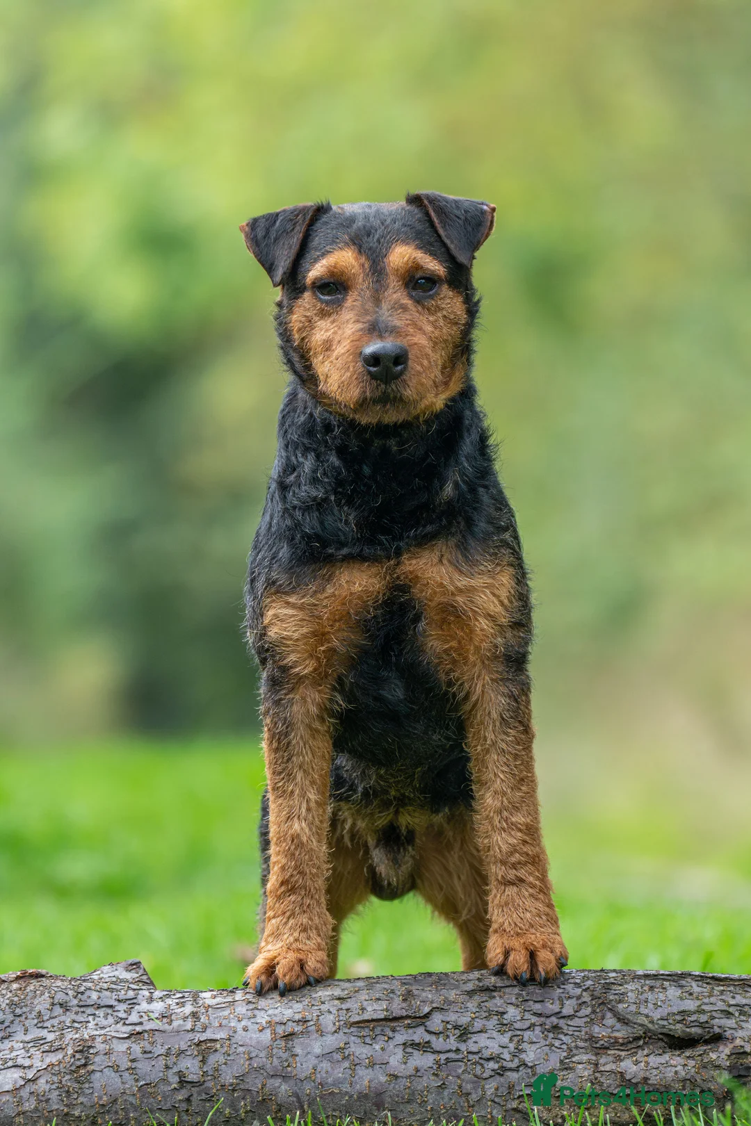 Lakeland Terrier dogs for stud: Stunning lakeland working terrier in Newark - Advert 5