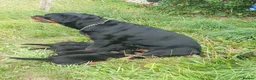 Rottweiler dogs for sale: Rottweiler pups - Advert 7