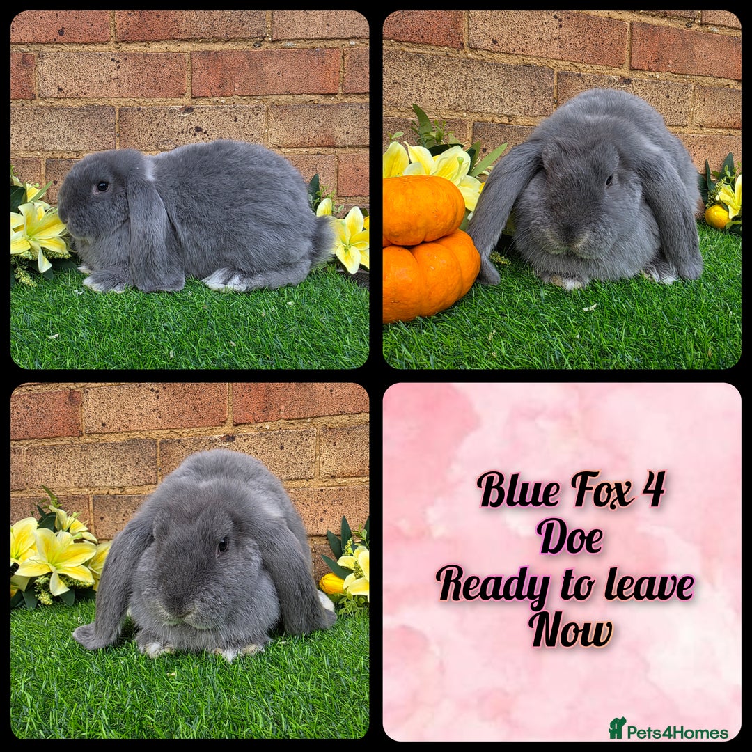 French Lop rabbits for sale: Fully Pedigree French Lops - Advert 4
